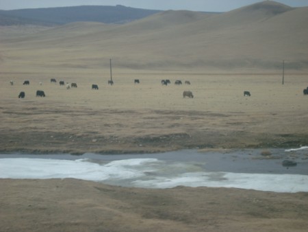 Troupeau de Yaks