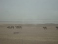 /album/galerie-de-photos-mongolie/dsc00611-jpg/